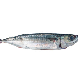 Mackerel